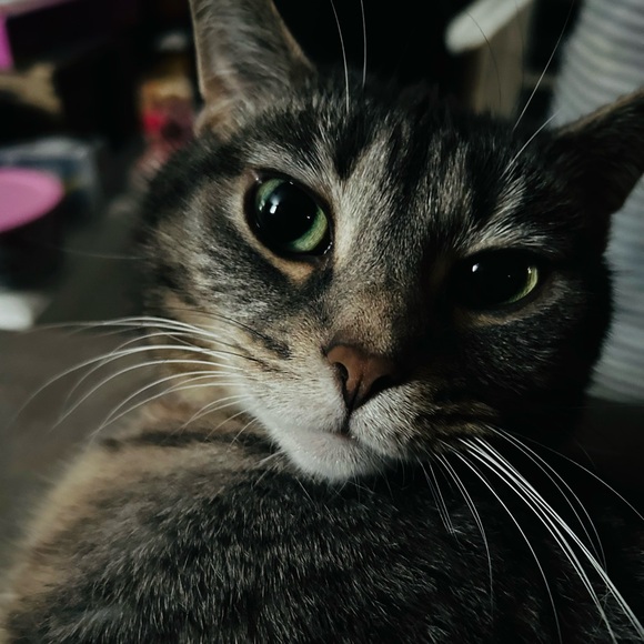 Meet your Posher, Anjanette - Picture 14 of 14